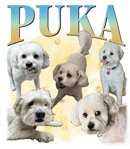 3101756215.png