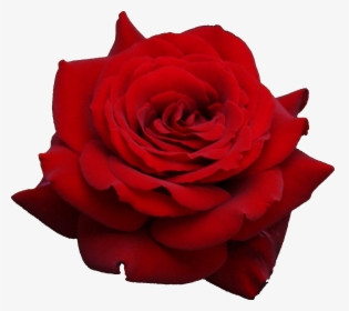 rose.jpg