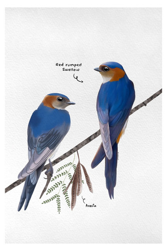 Red Rumped Swallow Birds Of india by Bhagyashri Patwardhan page 0018.jpg