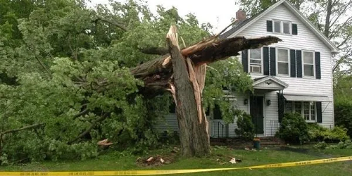 Tree Service Garrison | Marylandtreediscountservice.com.png