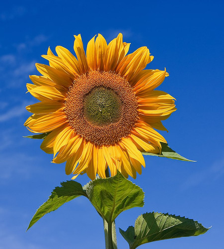 800px Sunflower sky backdrop.jpg