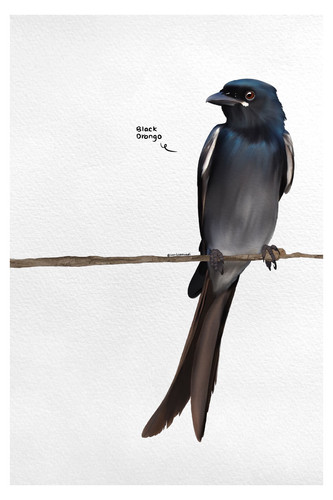 Black Drongo Birds Of india by Bhagyashri Patwardhan page 0016.jpg