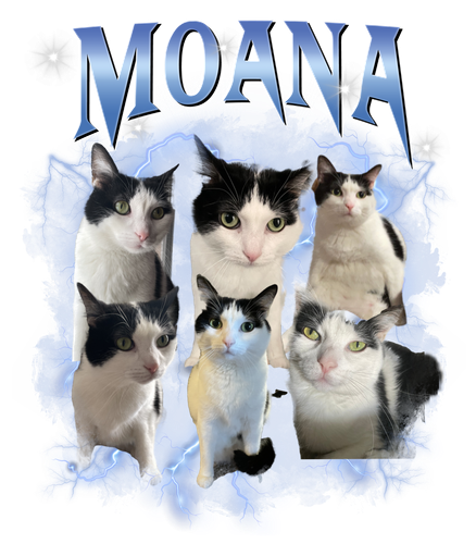 moana.png