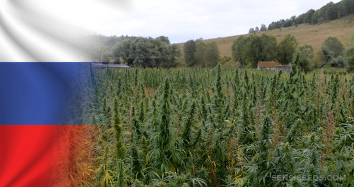 Cannabis in Russia scaled.jpg