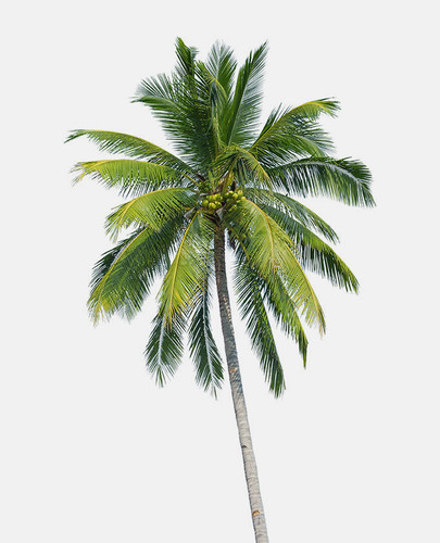 Coconut Palm Tree img