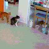 三桔战吕布！.gif