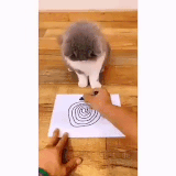 汝安识此阵.gif