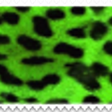 tumblr 521ec135a9f52c3605ce1fcc23fe3cf1 7c4a025e 100