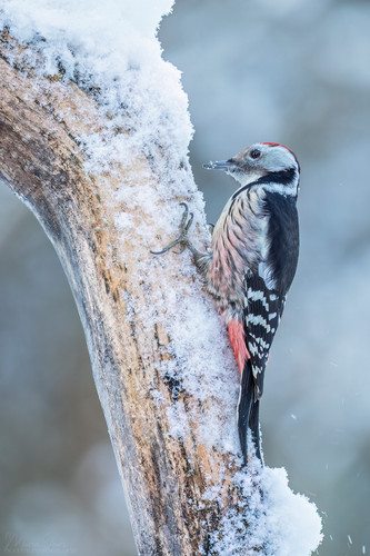Wintermittelspecht 3921 1800px.jpg