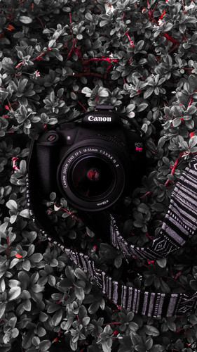 camera lens strap 145518 720x1280.jpg