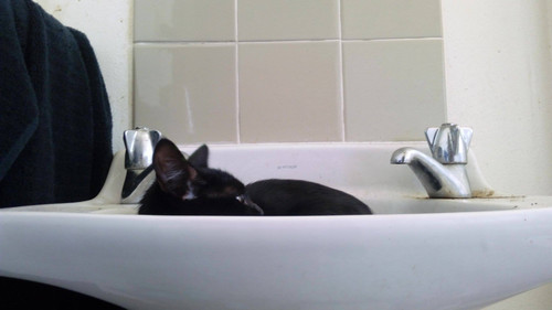 gidget2.jpg