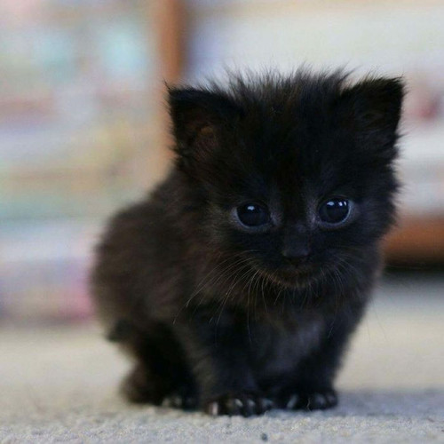 Kitty.jpg