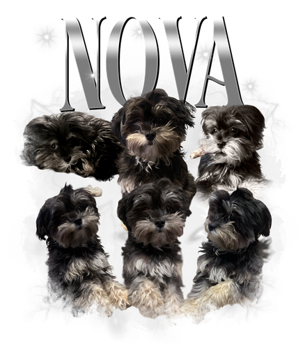 nova.png