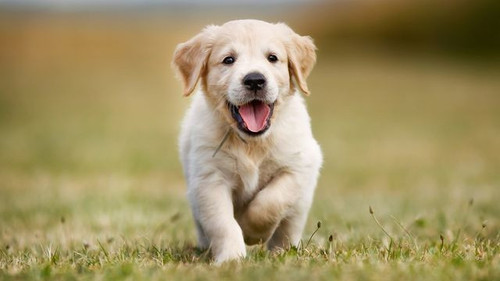 10 conseils pour rendre votre chien heureux 5542245.jpg