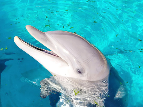 Animaux Grand dauphin Marineland 2.jpg