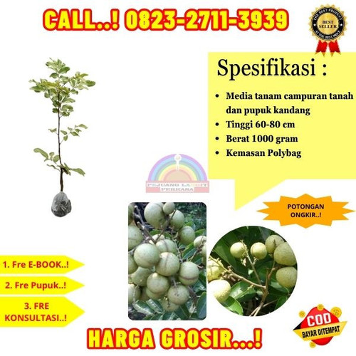 TERBATAS ! CALL: 0823-2711-3939 Jual Bibit Kelengkeng Rasa Durian Di Kebumen Buayan-Geblug.jpg