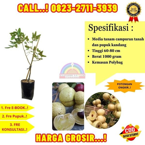 EKSLUSIF ! CALL: 0823-2711-3939 Jual Bibit Kelengkeng Putih Di Kebumen Buayan-Adiwarno.jpg