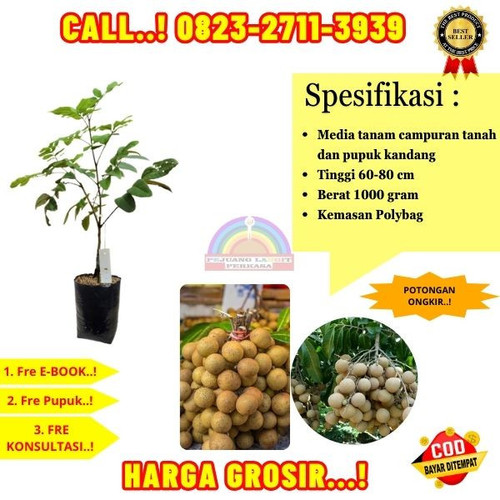 CUCI GUDANG ! CALL: 0823-2711-3939 Jual Bibit Kelengkeng Paling Unggul Di Kebumen Bonorowo-Tlogorejo.jpg