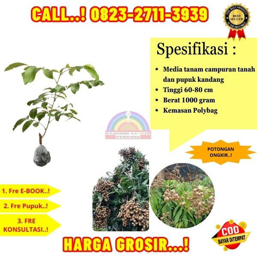 COD ! CALL: 0823-2711-3939 Jual Bibit Kelengkeng Puang Pet Di Kebumen Buayan-Buayan.jpg