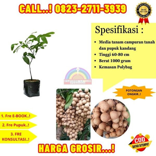 HARGA RESELLER ! CALL: 0823-2711-3939 Jual Bibit Kelengkeng Puangphet Di Kebumen Bonorowo-Rowosari.jpg