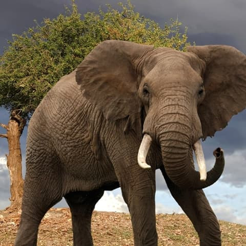 1309507 Eléphant.jpg