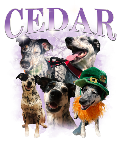 Cedar 3120205378.png