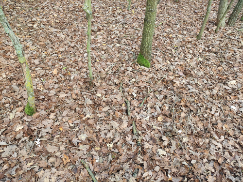 wimmelbild 4.png