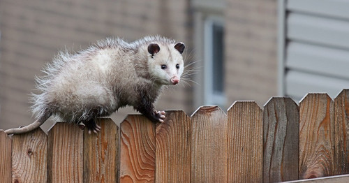 opossum 3.jpg