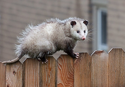 opossum 3 2.jpg