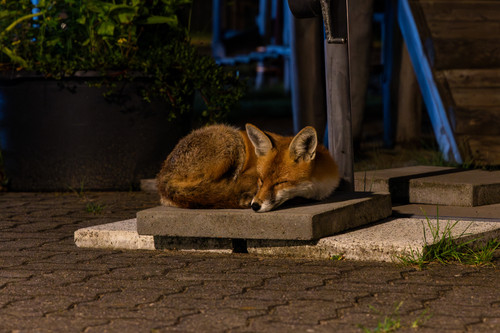  6II6161 Enhanced NR.jpg