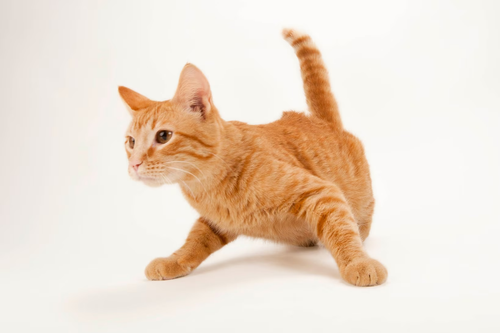 kitty.png