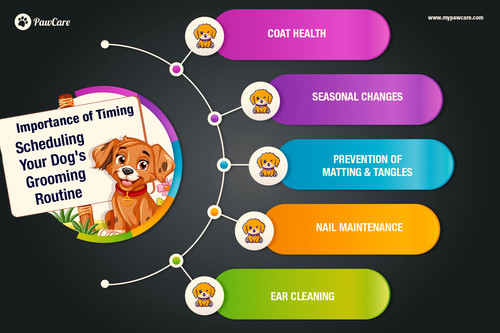 Importance of Timing Scheduling Your Dog's Grooming Routine.jpg