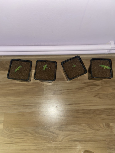 581B4BC6 BFEA 4891 9C99 822E41C716F4.jpg