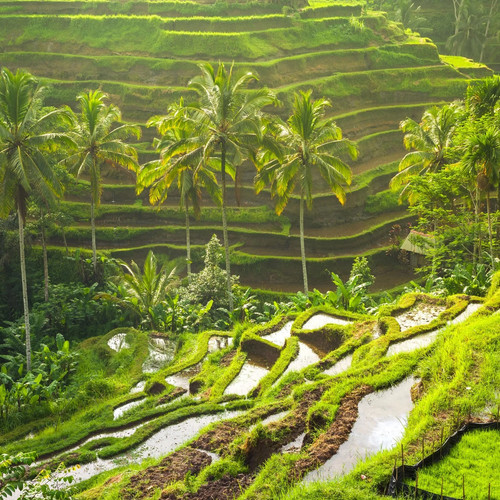 Tegallalang GettyImages 515480864 copy.jpg