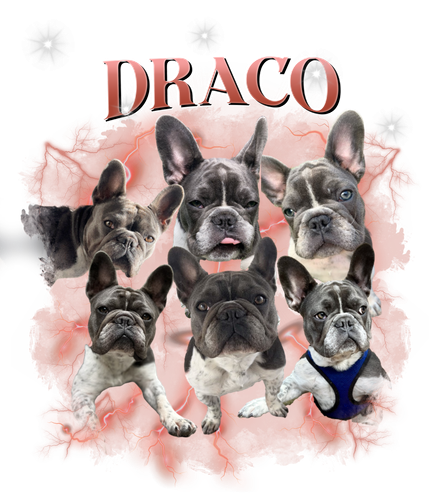 draco.png