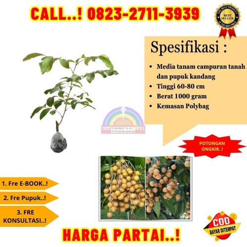 BANTING HARGA ! CALL: 0823-2711-3939 Jual Bibit Kelengkeng Stek Di Kebumen Buayan-Mergosono.jpg