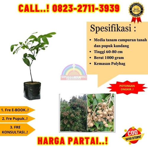 HARGA PARTAI ! CALL: 0823-2711-3939 Jual Bibit Kelengkeng Super Di Kebumen Buayan-Jatiroto.jpg