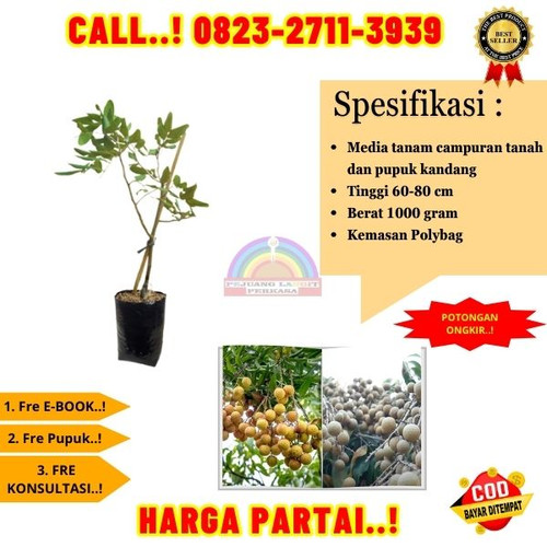 HARGA PENJUAL ! CALL: 0823-2711-3939 Jual Bibit Kelengkeng Satu Jari Di Kebumen Buayan-Karangsari.jpg
