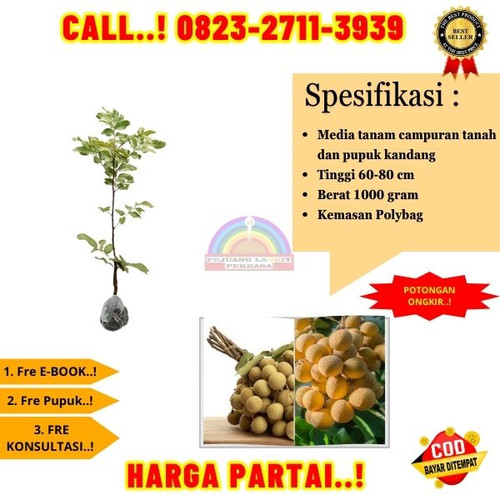 POTONGAN GILA ! CALL: 0823-2711-3939 Jual Bibit Kelengkeng Itoh Super Di Kebumen Buayan-Pakuran.jpg