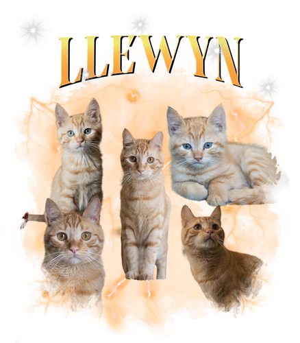 LLEWYN.png