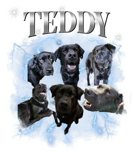teddy.png