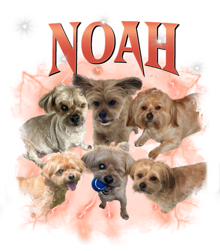 noah.png