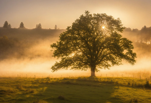 Oak.jpg