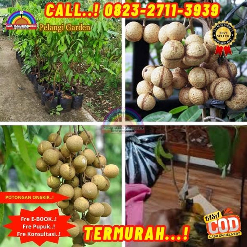 LANGSUNG PETANI ! CALL: 0823-2711-3939 Jual Bibit Kelengkeng Puangray Di Kebumen Bonorowo-Ngasinan.jpg