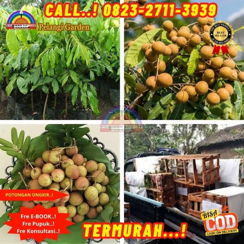 BANTING HARGA ! CALL: 0823-2711-3939 Jual Bibit Kelengkeng Pingpong Merah Di Kebumen Bonorowo-Pujoda.jpg