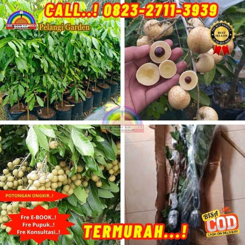 HARGA GROSIR ! CALL: 0823-2711-3939 Jual Bibit Kelengkeng Pingpong Di Kebumen Bonorowo-Mrentul .jpg