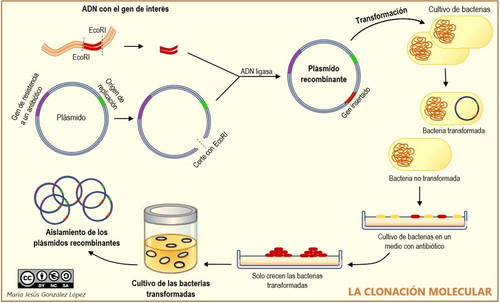 La clonación molecular.jpg