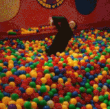 sheldon ball pit.gif