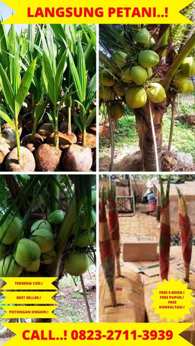 HARGA PARTAI ! H.Tovix CALL : 0823-2711-3939 Jual Pohon Kelapa Bercabang di Kebumen-Adimulyo-Adikart.jpg