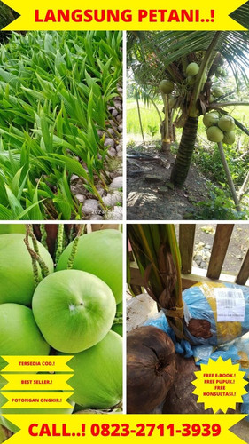 LANGSUNG PETANI ! H.Tovix CALL : 0823-2711-3939 Jual Pohon Kelapa Berwarna di Kebumen-Adimulyo-Adimu.jpg